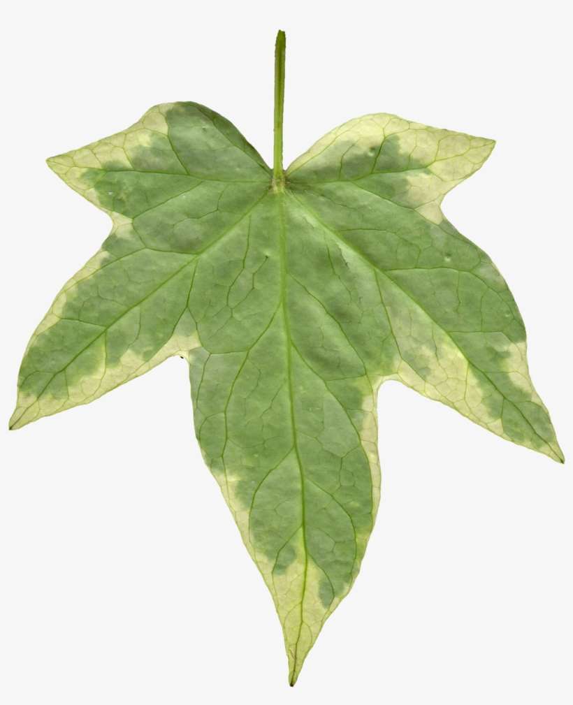 Leaf 06 Back Texture - Ivy Leaf, transparent png download