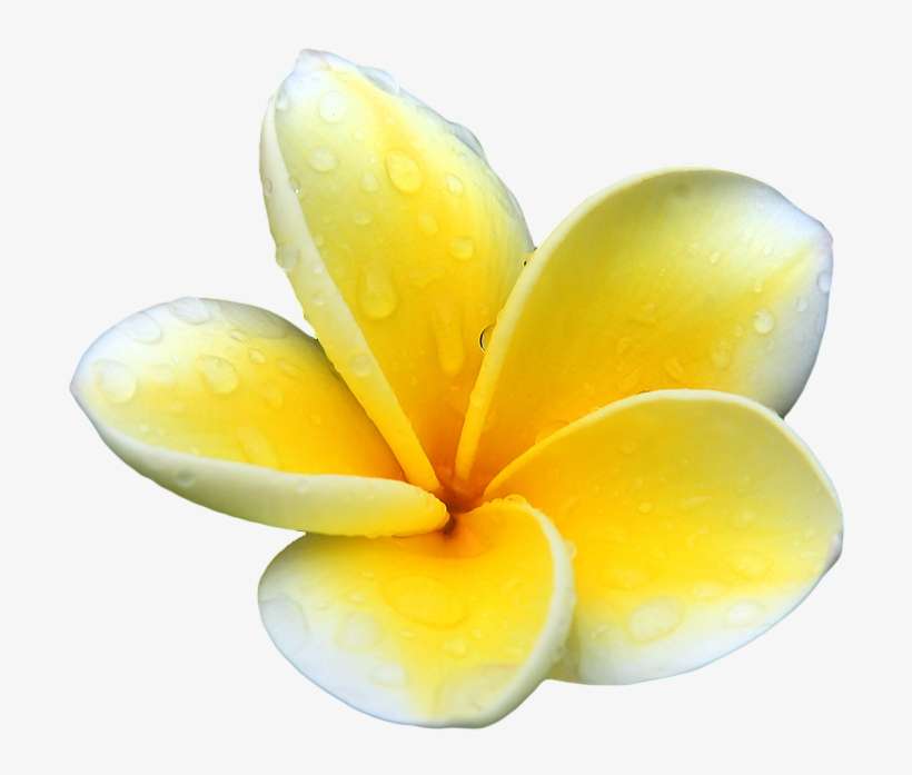 Plumeria Clip Art, transparent png download