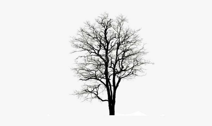 At Oak By Nature Clean Lines And Beautiful Design Is - Oak Tree Winter Png, transparent png download