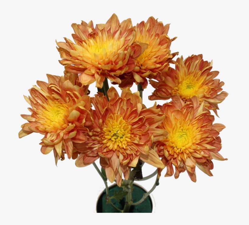 Chrysanthemum Flower Chrysanthemum Flower - Chrysanthemum, transparent png download