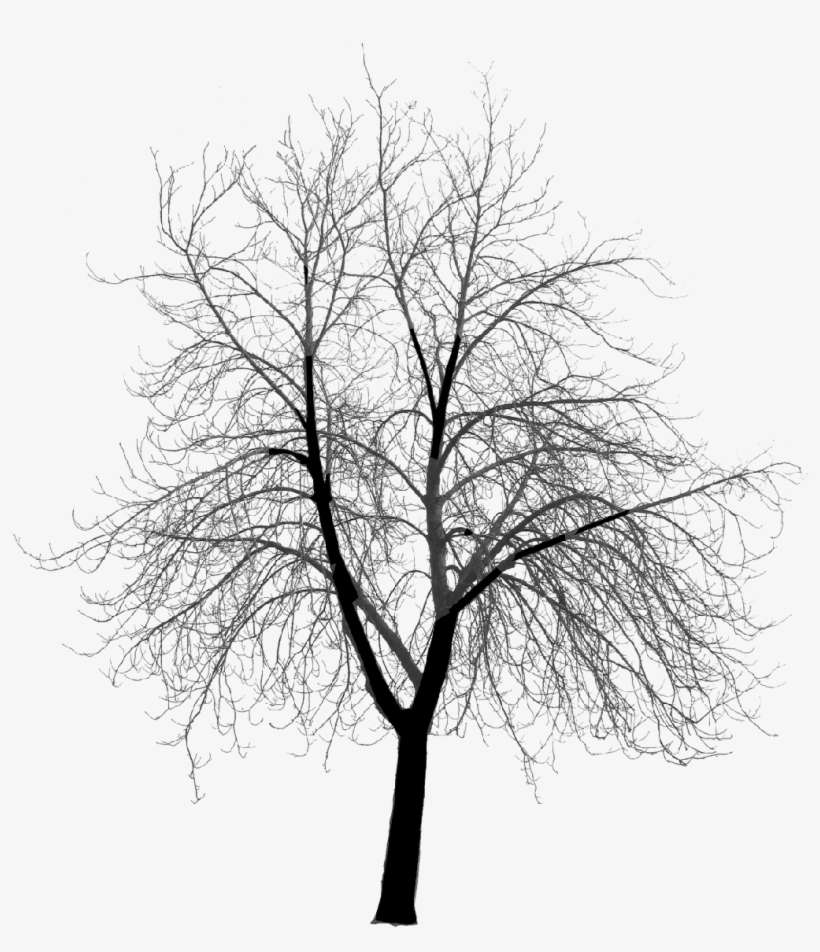 No Frame - Creepy Tree Silhouette Png, transparent png download