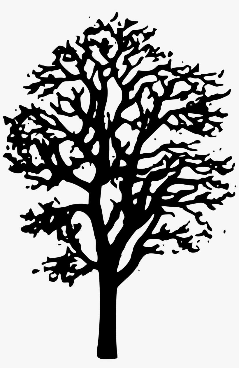 Clipart - Maple Tree Clipart Black And White, transparent png download