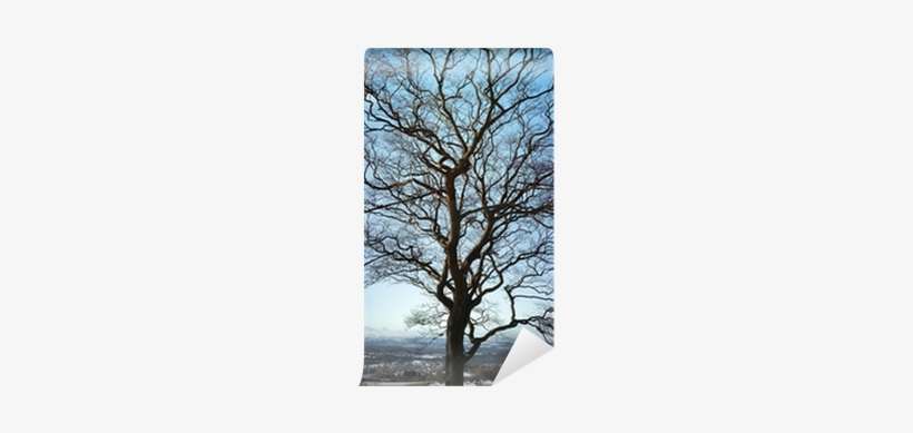 Winter, transparent png download