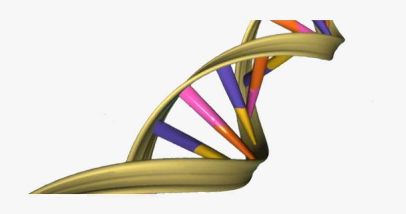 Dna Double Helix, transparent png download