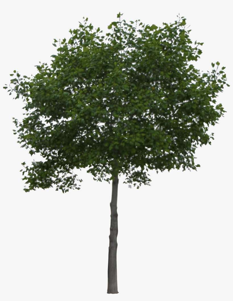 Summer Tree 2 Winter Tree - Arvore Photoshop, transparent png download
