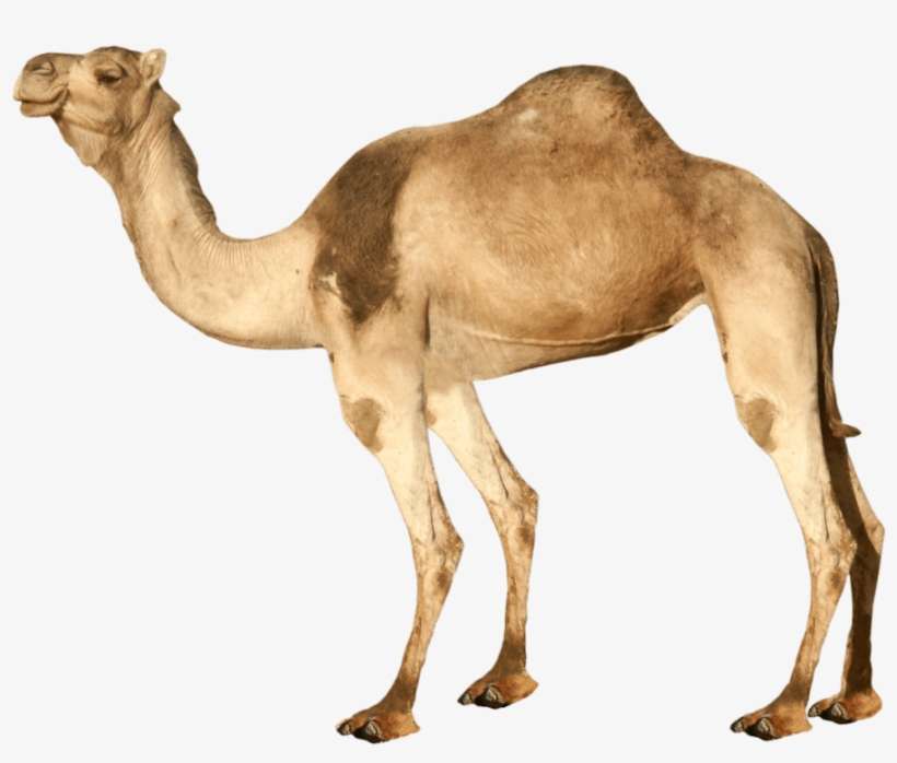 Free Png Camel Png Images Transparent - Camel Png, transparent png download