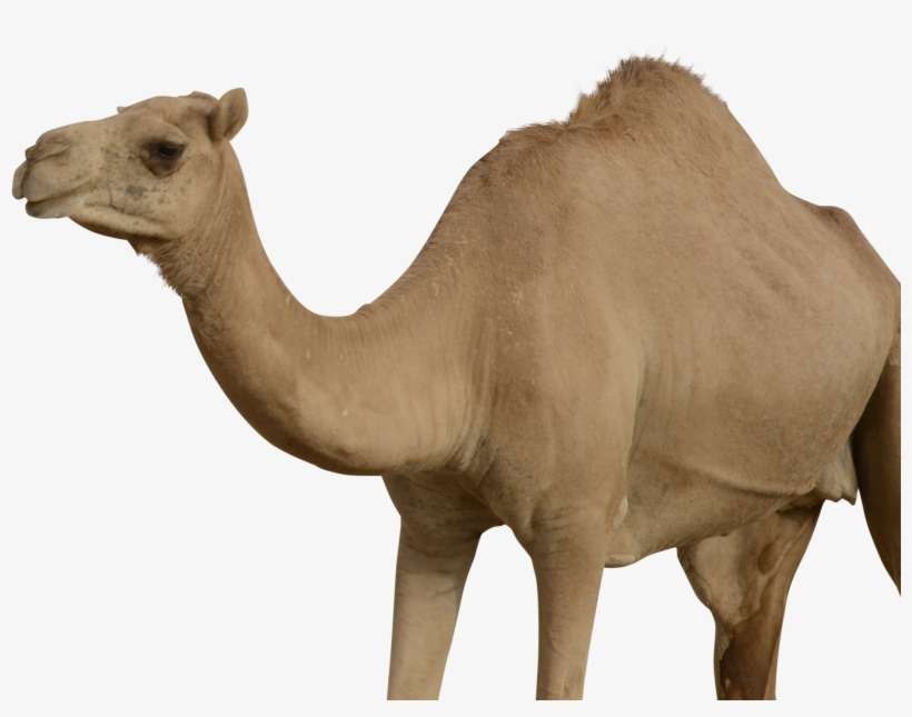 Camel Png - Camel Face Png, transparent png download