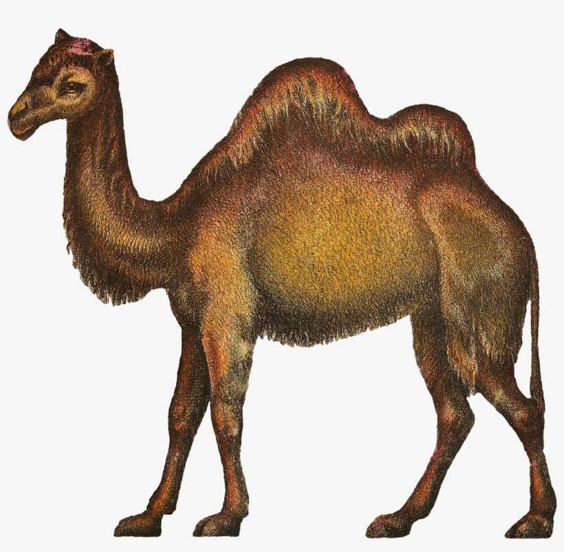 Camels Clipart Kabubi - Bactrian Camel, transparent png download
