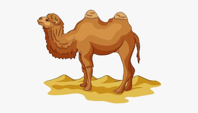 Camel Png - Camel Png Clipart, transparent png download