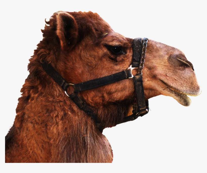 Camel Png - Camel Head Transparent Background, transparent png download