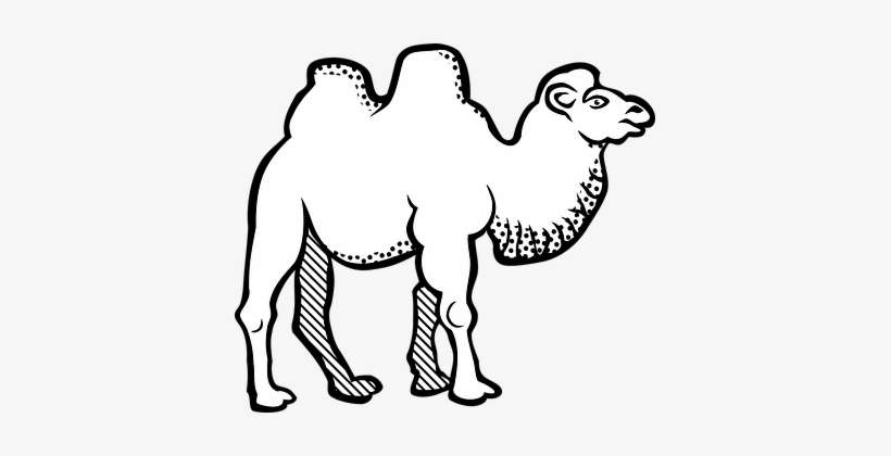 Animal Bactrian Camel Camel Animal Camel C - Camel In Clip Art Black And White, transparent png download