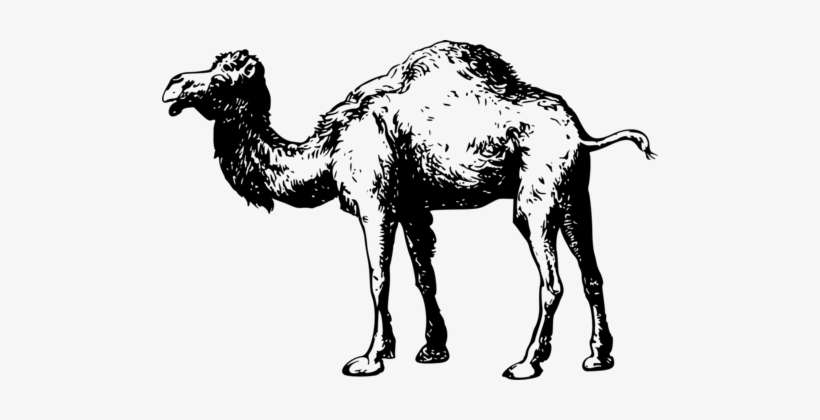 Dromedary Drawing Desert Mustang Pack Animal - Drawing, transparent png download