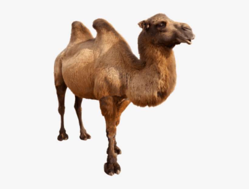 Download Free Png Camel Png Images Transparent Desert Animal And Plant Png Image Transparent Png Free Download On Seekpng