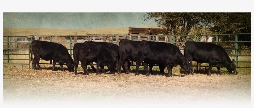 Dairy Cow, transparent png download