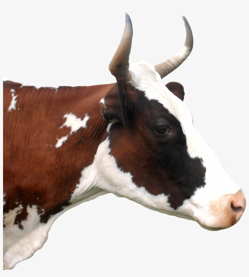 Cow Head Png, transparent png download