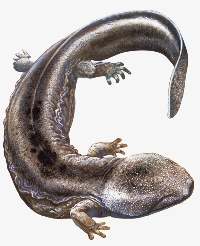 Newt Clipart Chinese Giant Salamander - Japanese Giant Salamander Background, transparent png download
