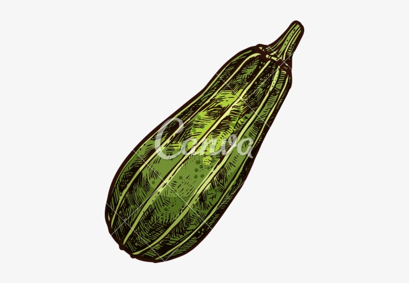 800 X 800 2 - Zucchini, transparent png download