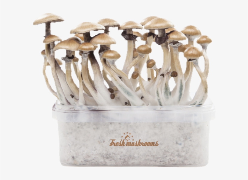 Golden Teacher Xp - Psilocybin Mushroom, transparent png download