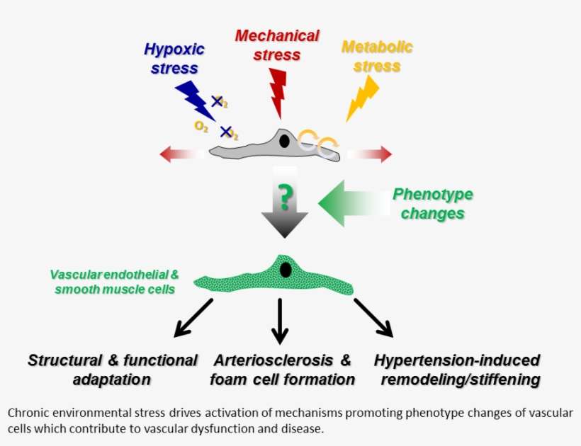 For Instance, Detrimental Hypertension-induced Arterial - Diagram, transparent png download