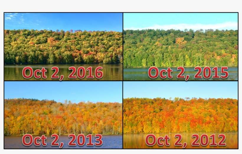 Nws Caribouverified Account - Field, transparent png download