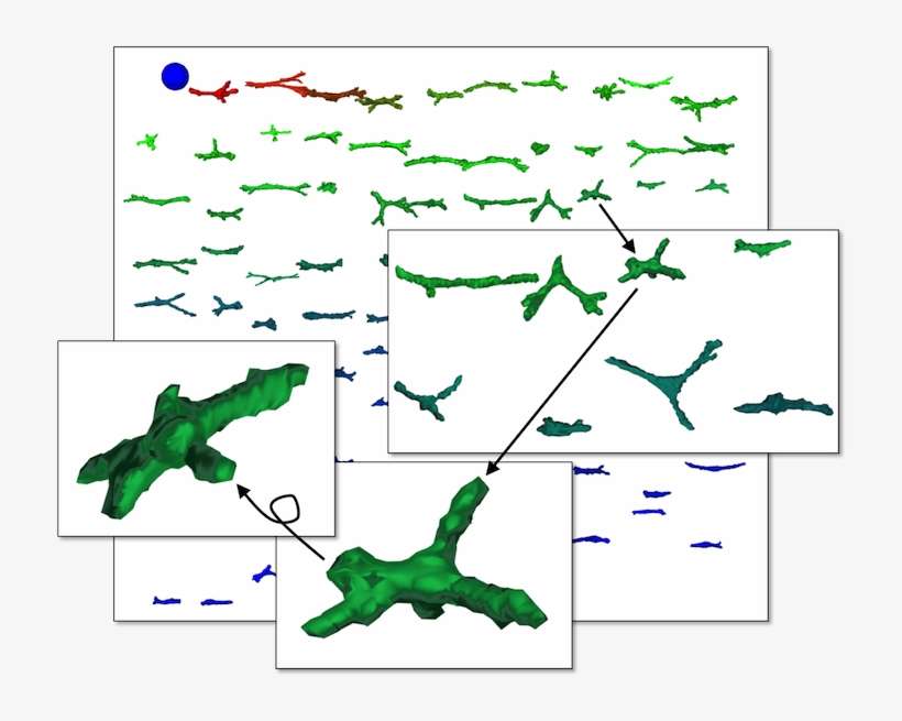 A 3d Web Based Visualization Of 100 Z Stacks From The - Plot, transparent png download