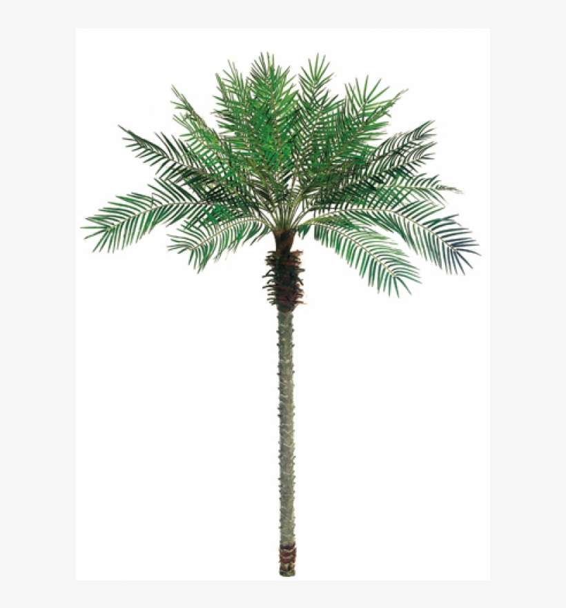5' Date Palm Tree X24 W/1096 Leaves - Palm Trees, transparent png download