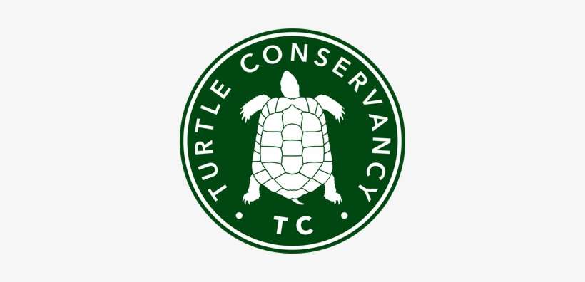 Turtle Conservancy - Crescent Pearls Integrated School, transparent png download