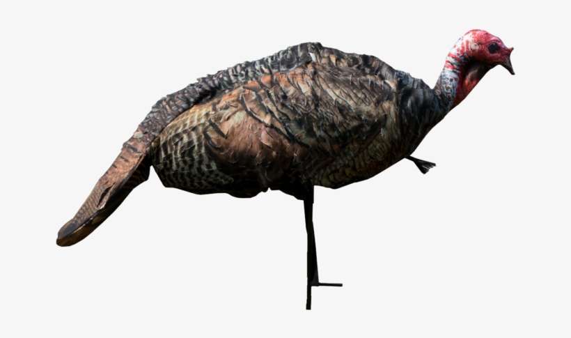 New Jake March2017 Clipped - Turkey, transparent png download