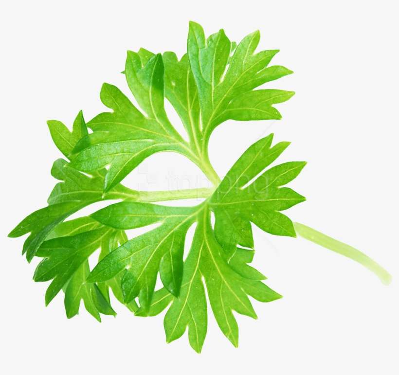 Free Png Download Parsley Leaf Png Images Background - Parsley Png, transparent png download
