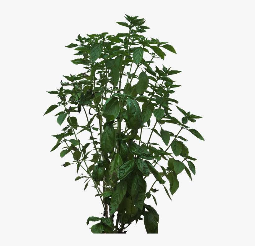 Png Bush - Houseplant, transparent png download