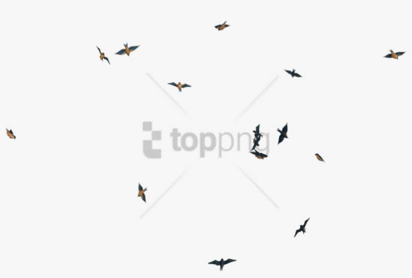 Free Png Download Flying Birds Transpareng Png Images - Transparent Fly Bird Png, transparent png download