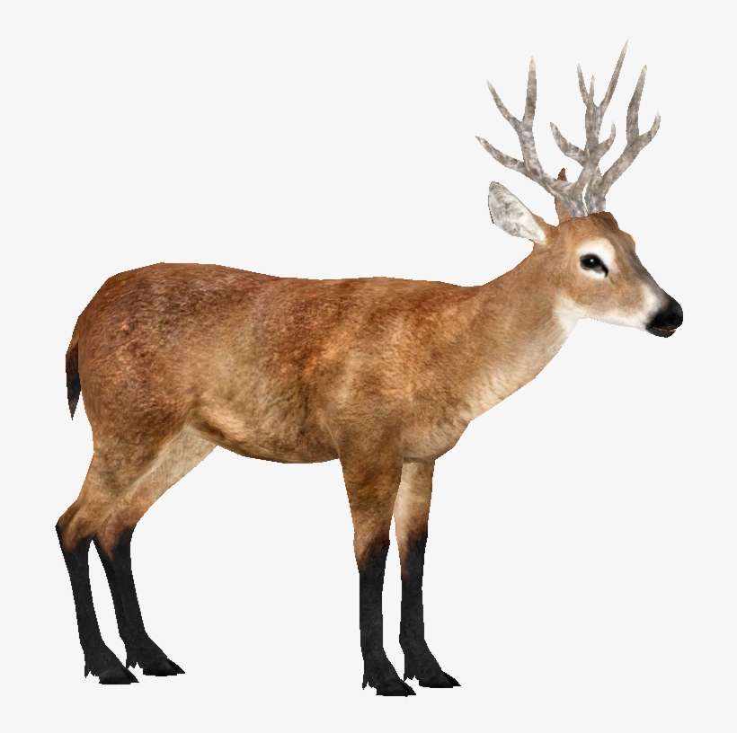 Marsh Deer - Reindeer, transparent png download