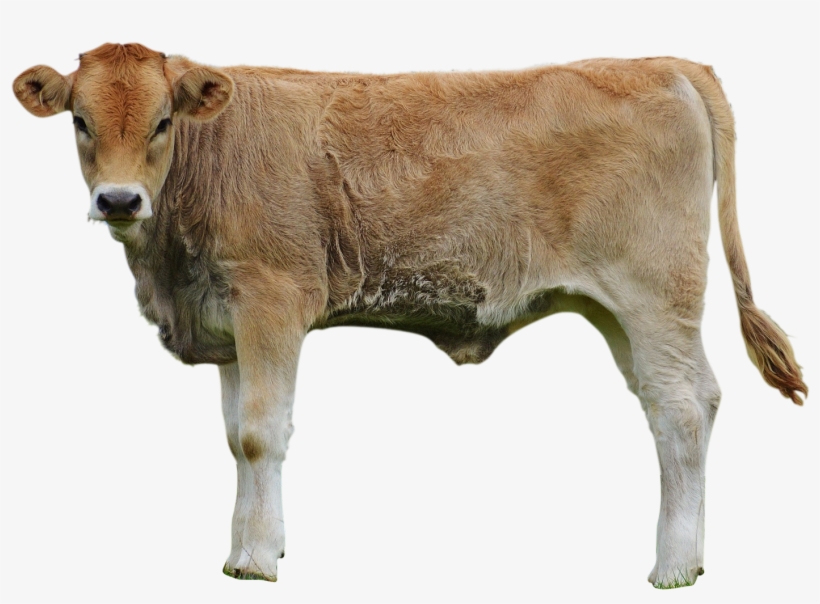 Cows-982295 Clip - Dairy Cow, transparent png download