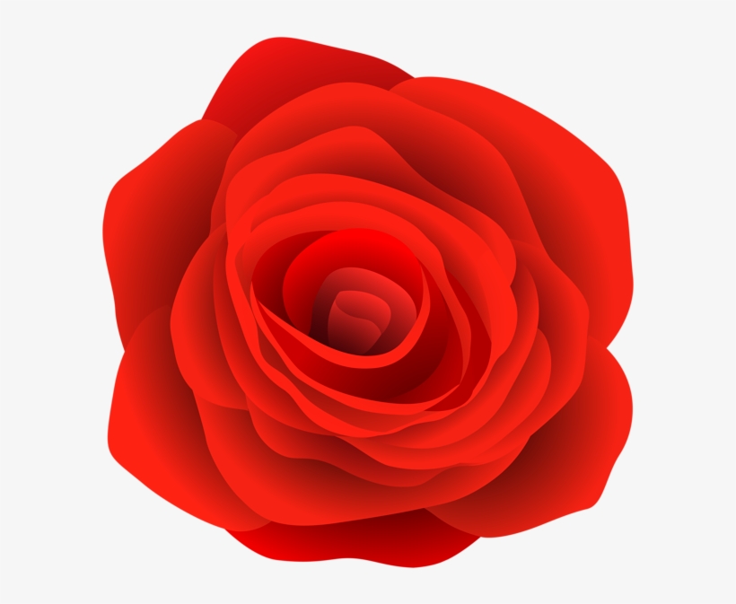 0, - Garden Roses, transparent png download