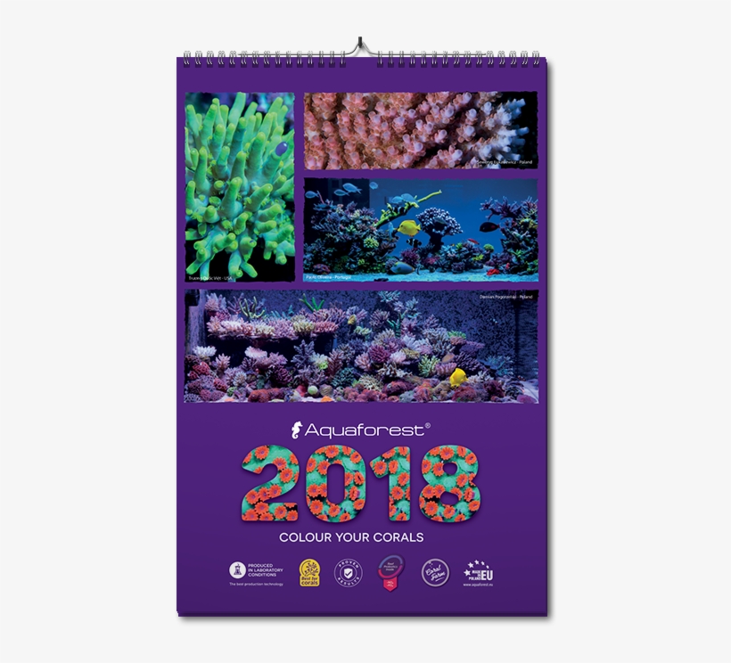 Moreover, Our Other Users Could Also Win The 2018 Calendar - Rainbow Rose, transparent png download