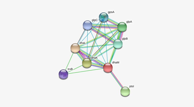 Dham Protein - Circle, transparent png download