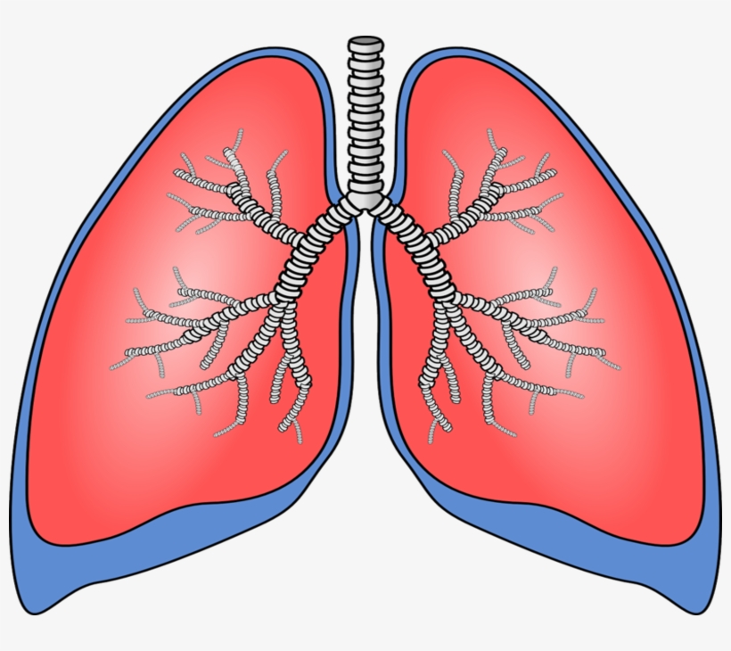 Download Human Lungs Clipart Transparent PNG Download SeekPNG