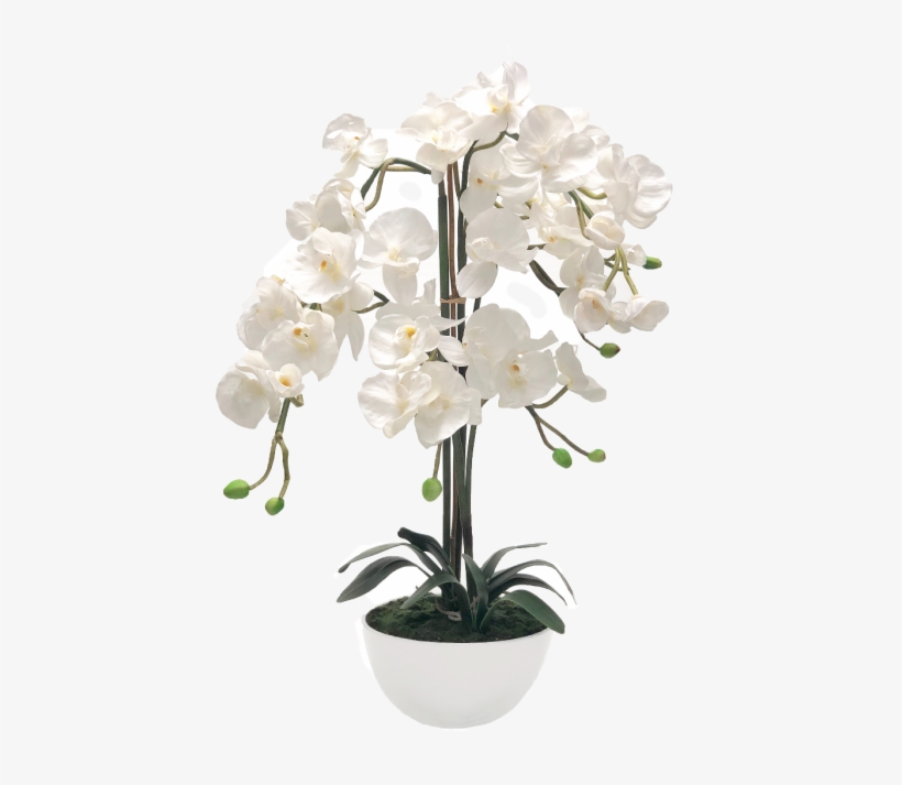 632 X 632 0 - Moth Orchid, transparent png download