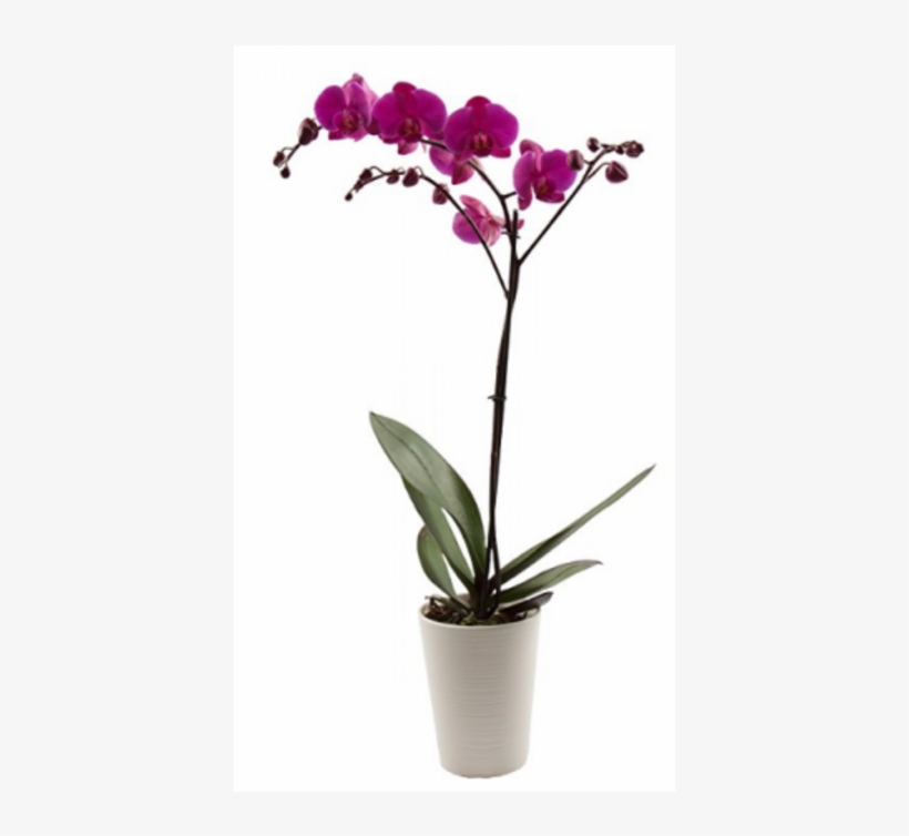Beautiful Orchid - Cattlianthe Jewel Box, transparent png download