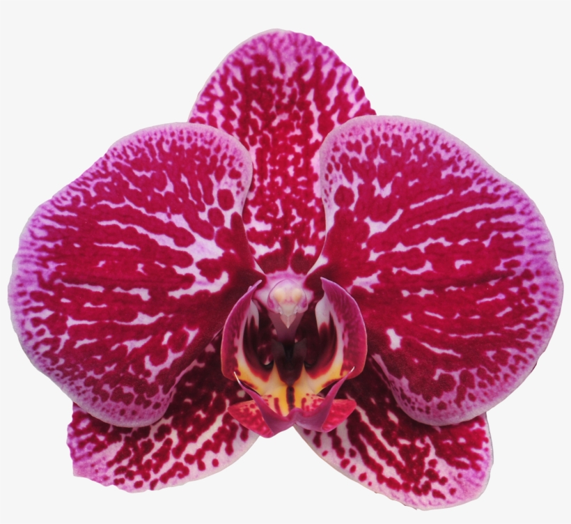Taida Black Cat A09473 - Moth Orchid, transparent png download