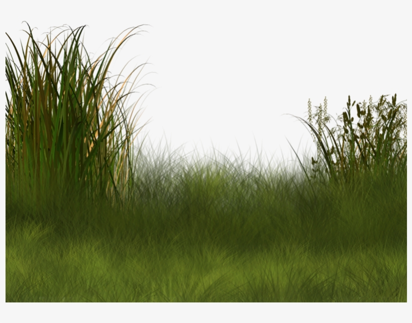 Plant Wetland Landscape Clip Art Wetland Png Png Image Transparent Png Free Download On Seekpng