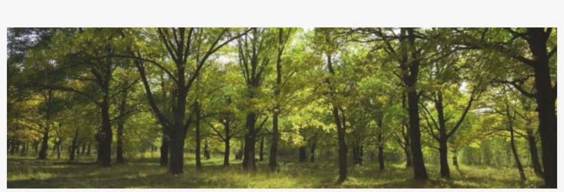 Get A Quote - Forest Science, transparent png download