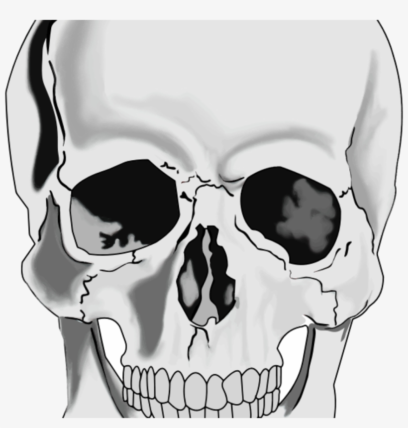 Crossbones Vector Download Huge Banner Royalty - Cabeza Del Esqueleto Humano, transparent png download