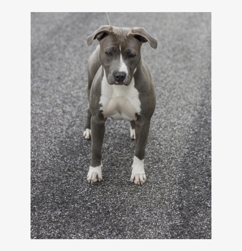 Dog Informations - Old English Terrier, transparent png download