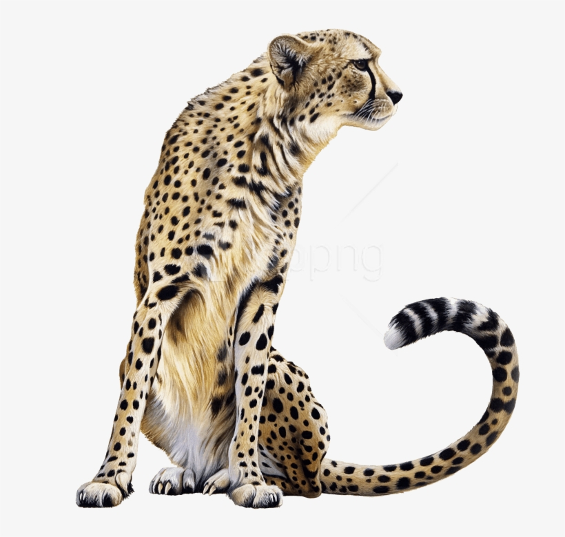 Free Png Download Cheetah Sitting Png Images Background - Cheetah Png Transparent, transparent png download