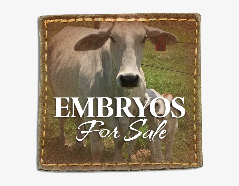 Frequently, Soil And Hay Samples Are Tested To Make - Working Animal, transparent png download