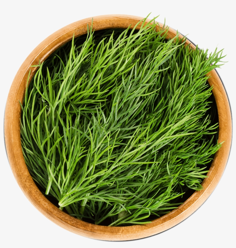 Dill, transparent png download