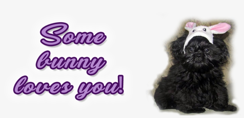 Shih Tzu Puppies For Sale In Massachusetts And New - Fur Clothing, transparent png download