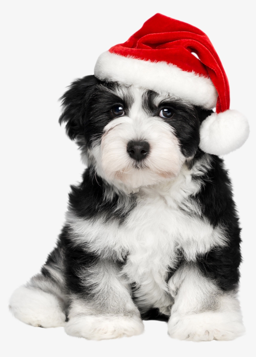 Shih Tzu Clipart Havanese - Dog With A Santa Hat, transparent png download