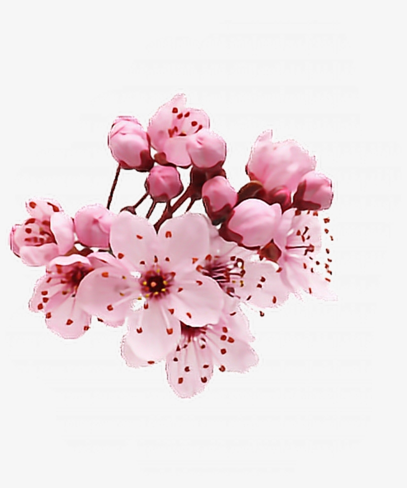 #flower #cherry #cherryblossom #sticker #sakura #pink - Trata El Libro El Don Supremo, transparent png download